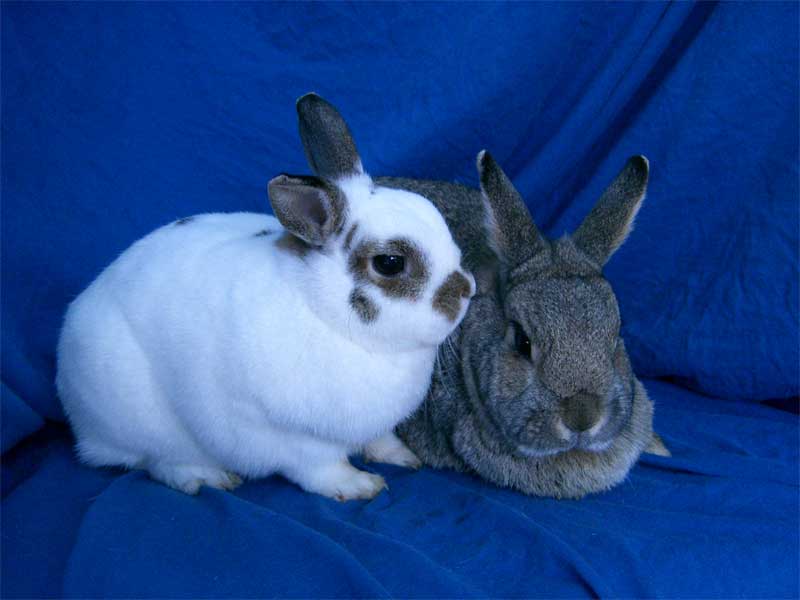 neverland dwarf rabbits. Netherland Dwarf rabbit