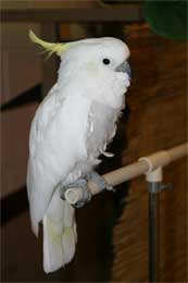 LOUIE the MIND-READING COCKATOO