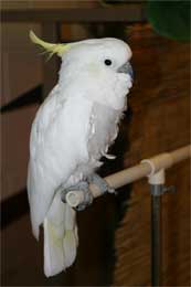 LOUIE the MIND-READING COCKATOO